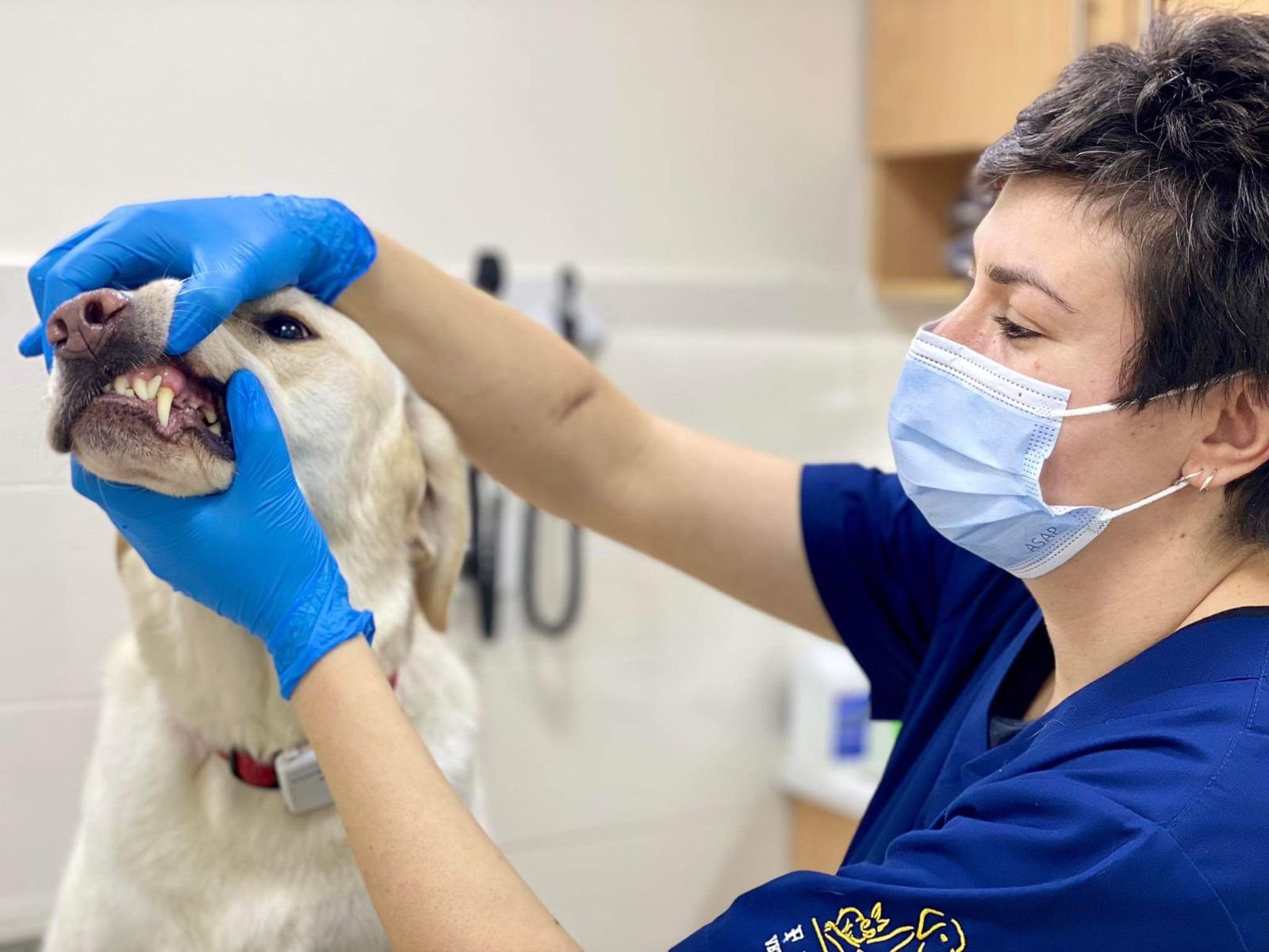 Veterinary dentistry at First Pet Veterinary Clinic